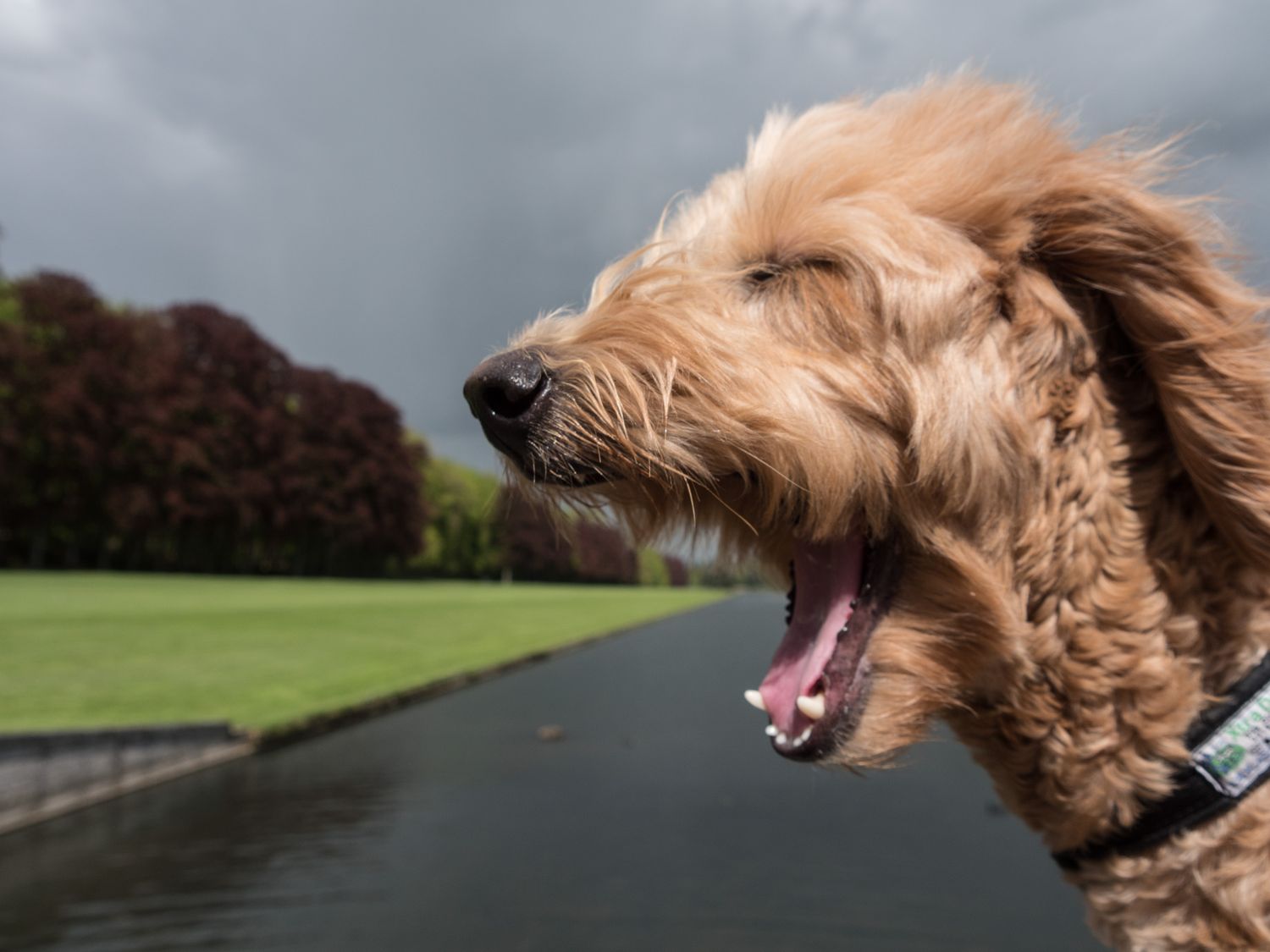roaring golden doodle dog