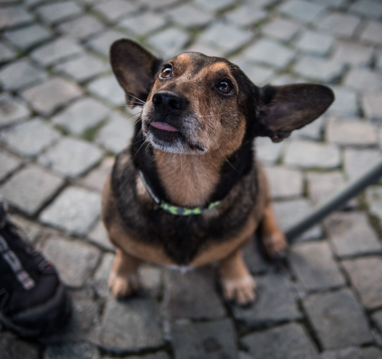 cute dog looking upwards