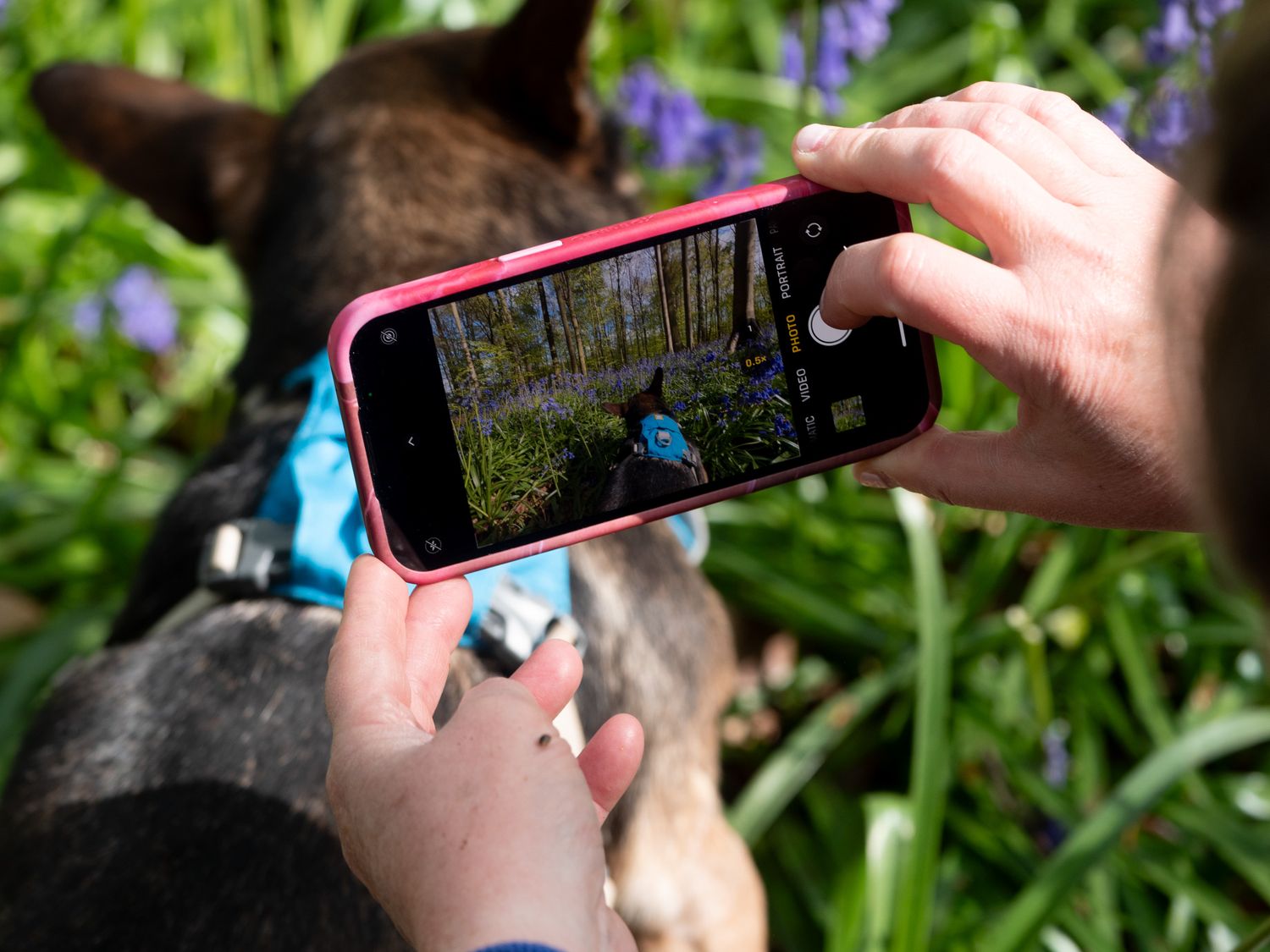 Hands taking a photo with a phone of a dog in bluebell in forest in Belgium.