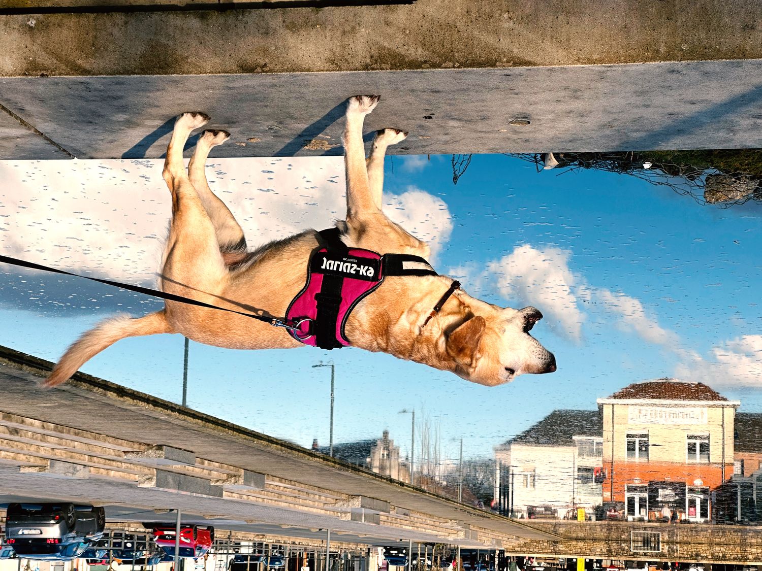 Strange reflection photo of Labrador retriever in Overijse Belgium on a sunny day with blue sky and clouds.