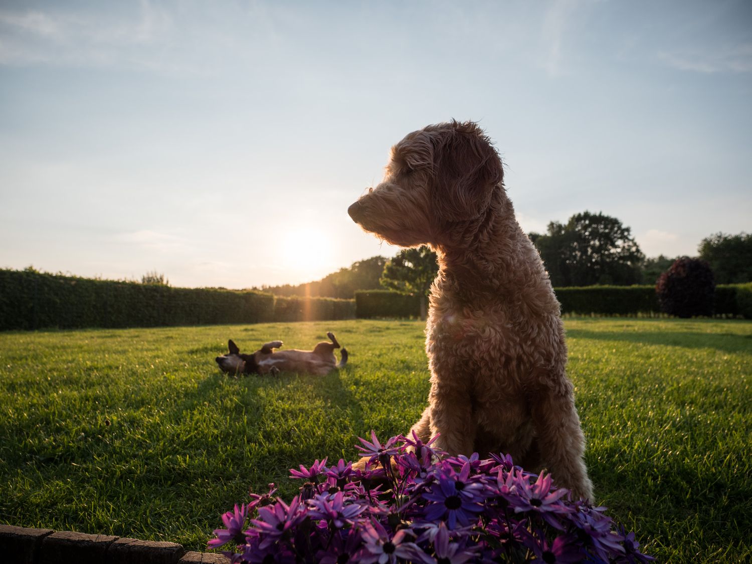 Two dogs in backlight sunshine on a pretty summer day.