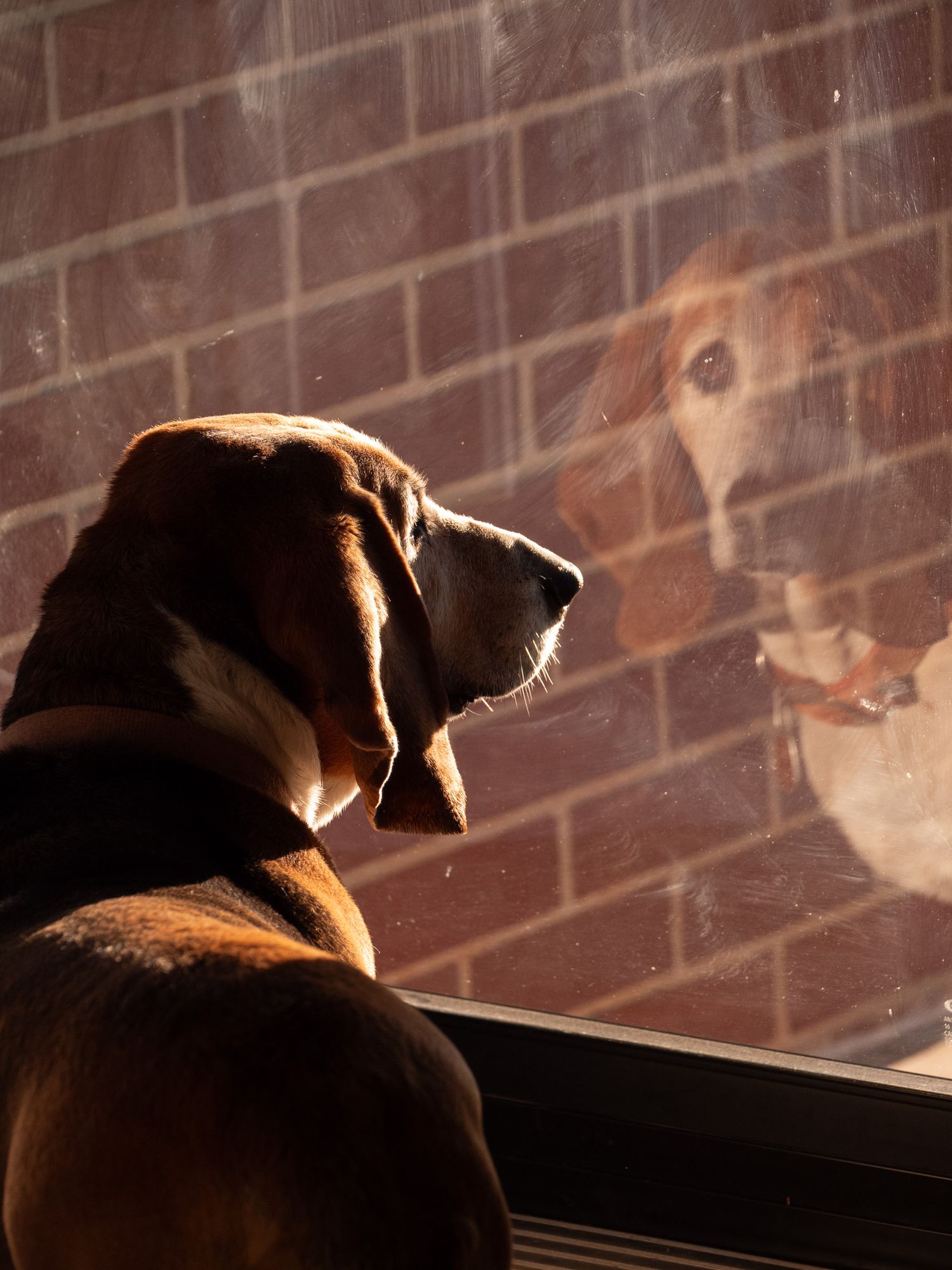Basset hound staring into reflection on a glass door with brick pattern behind her.