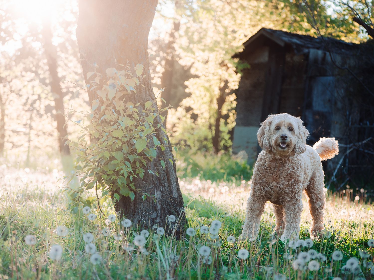 Golden Doodle standing in dreamy grass with sun backlight coming through dandelions and tall grass.