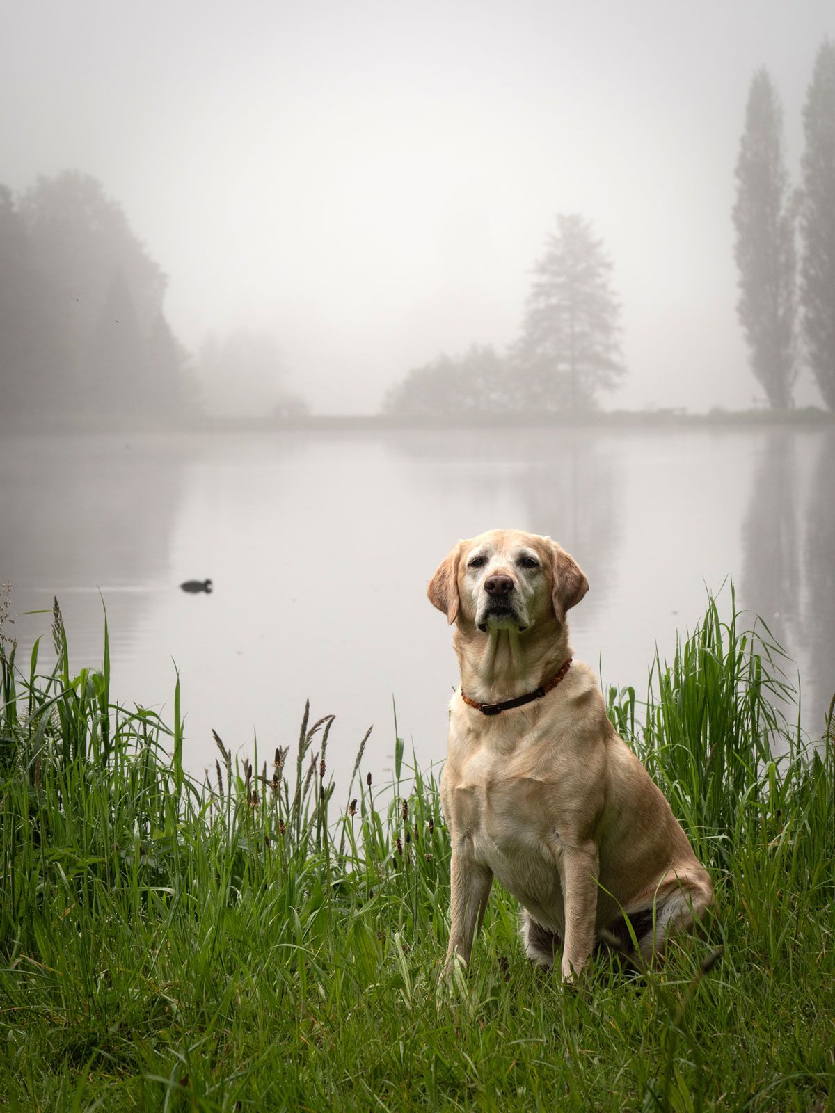 Labrador retriever in Tervuren Park on a moody foggy day with duck behind swimming.