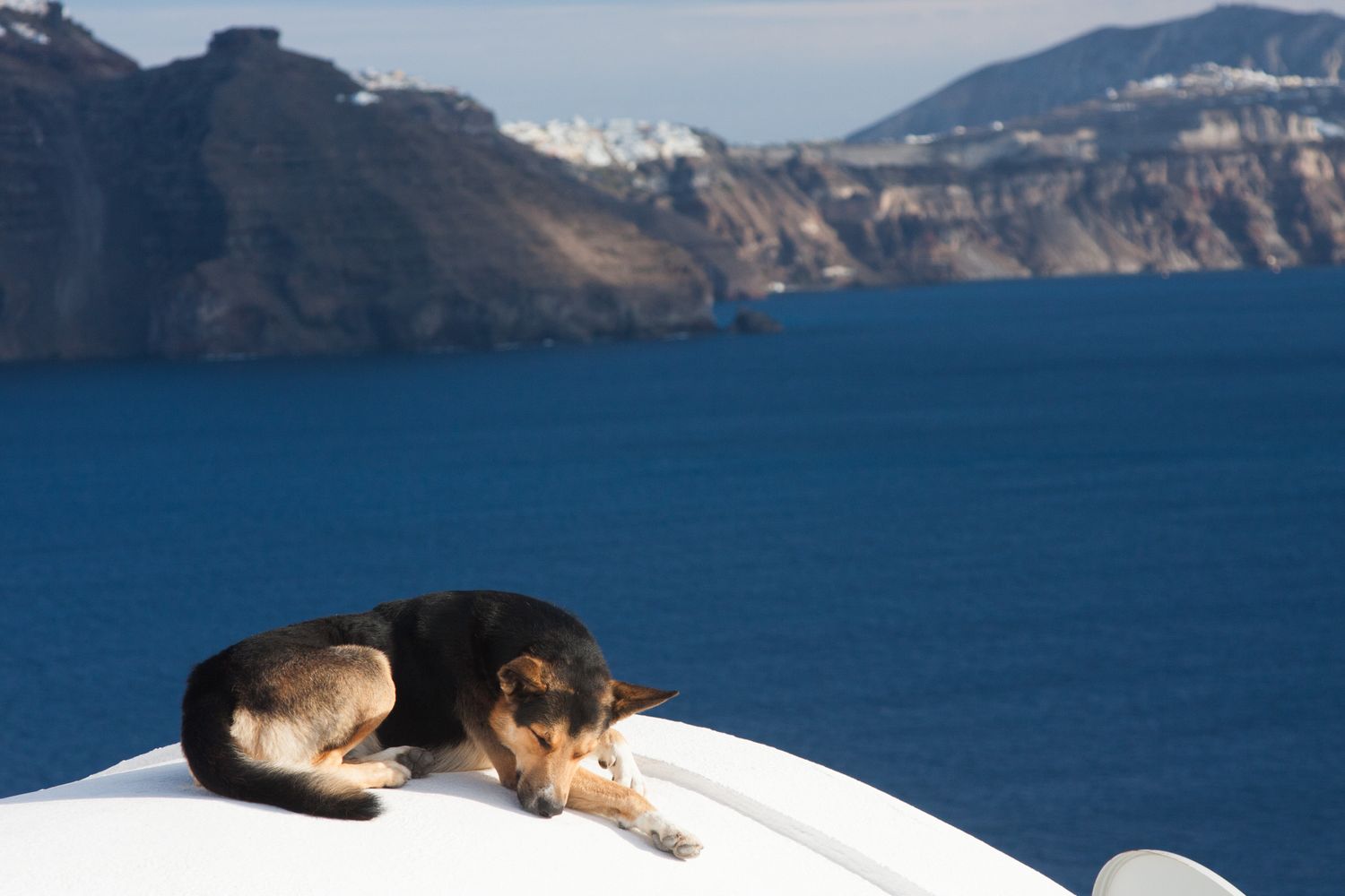 Dog Sleeping in Santorini Greece