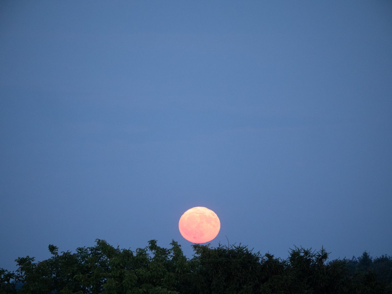 red orange full moon rising up over silhouette tree line