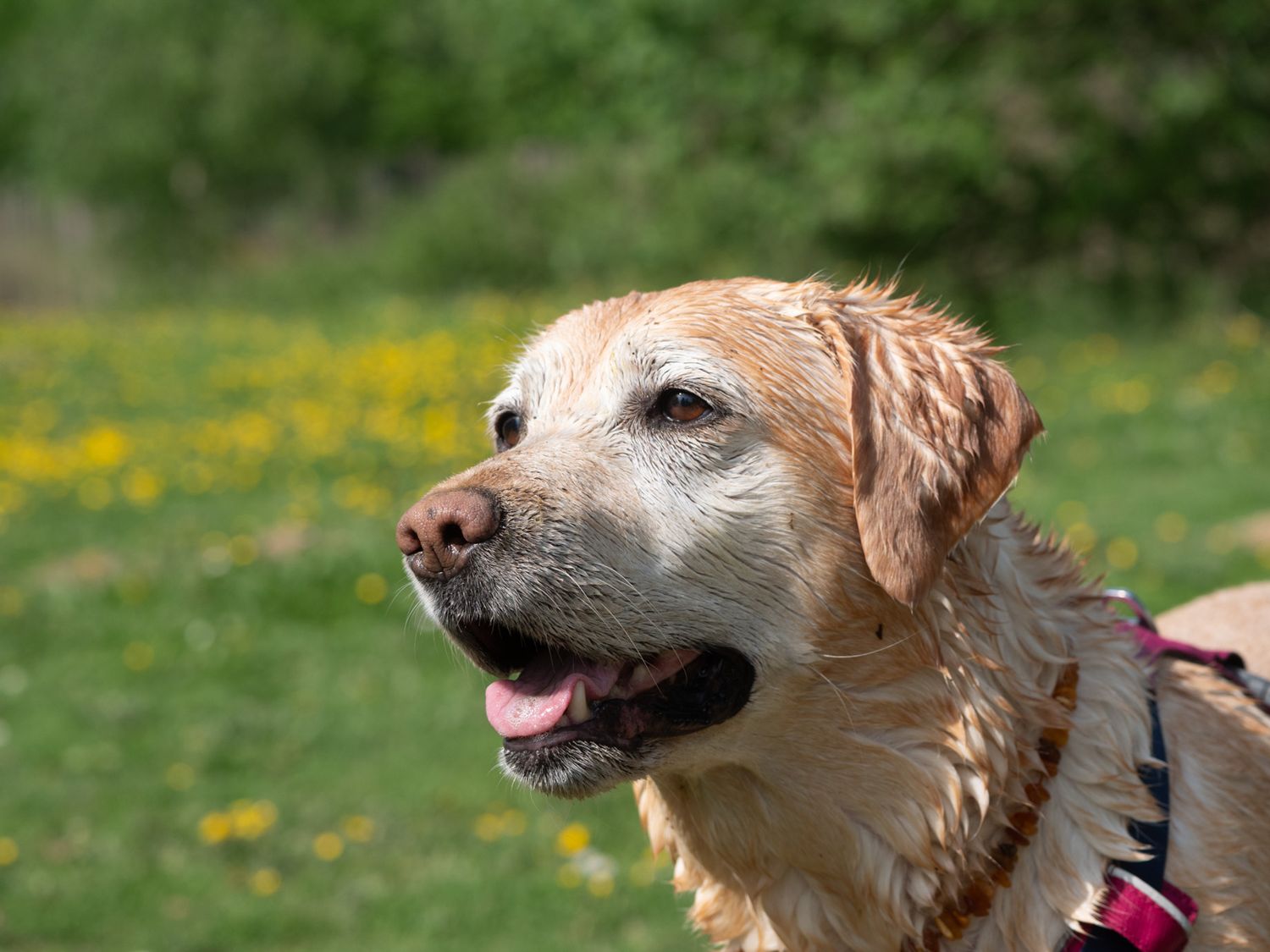 cute lab with wet face