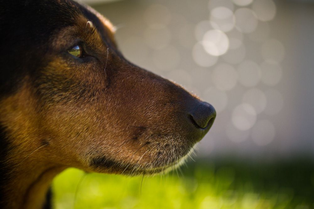 Small dog close up face with pretty blurred out dreamy background behind him.