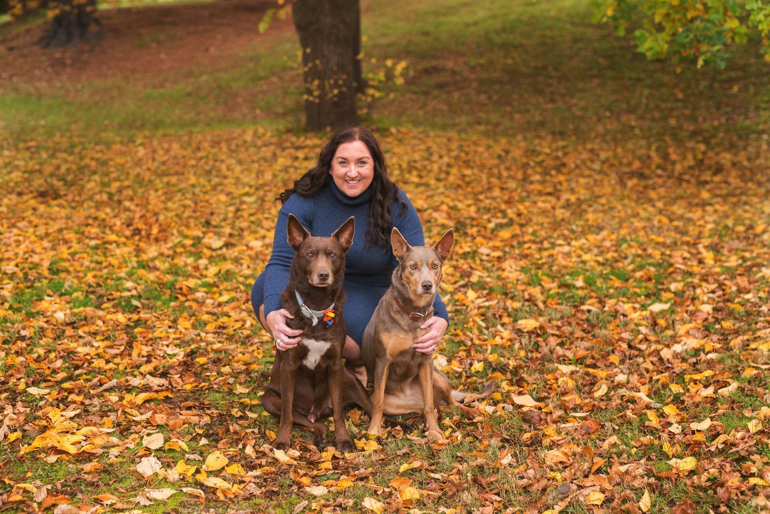 Two beautiful German Shepherd dogs sitting in fallen autumn leaves on a colorful fall day in a park.