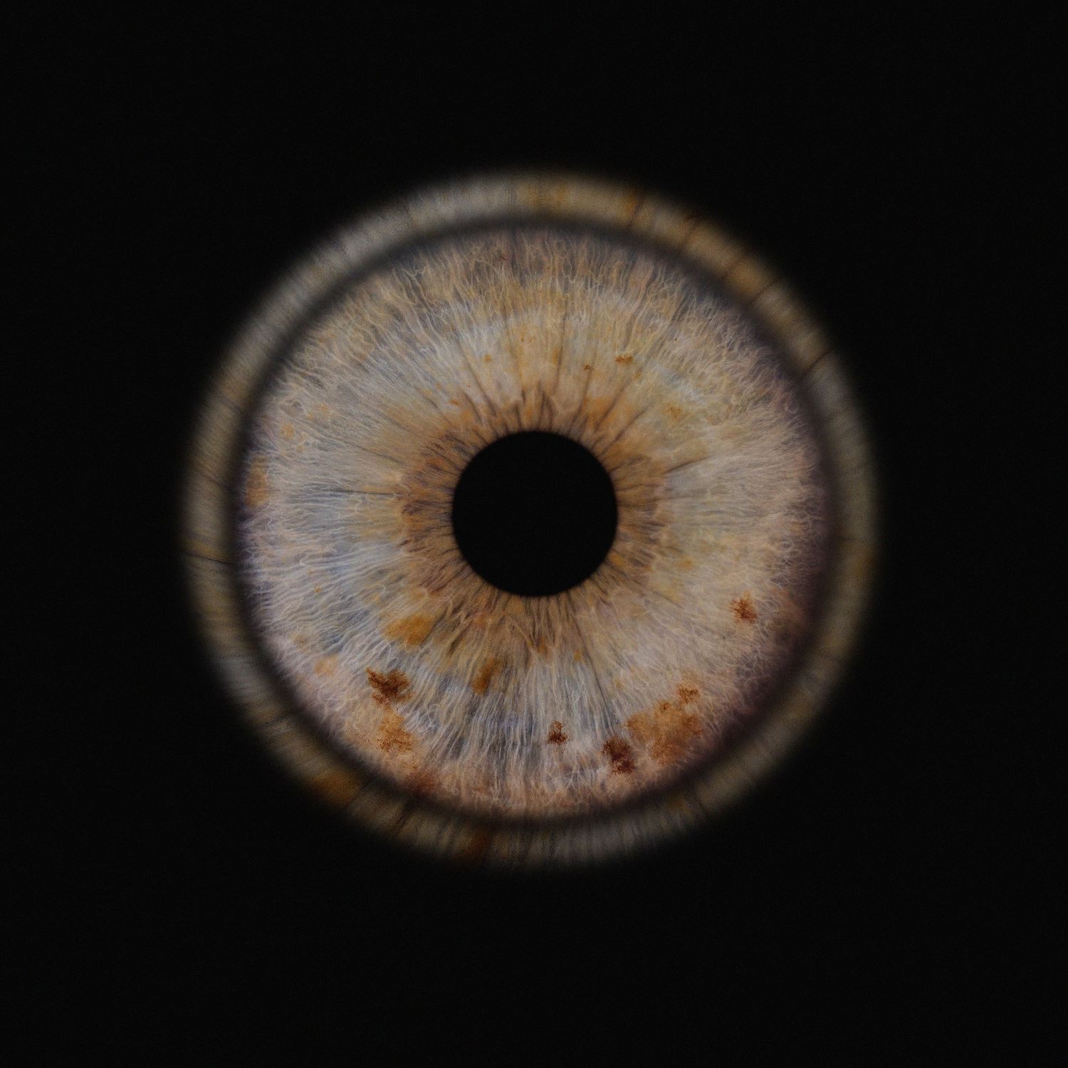 Detailed macro shot of a light brown eye iris showing intricate patterns and textures.