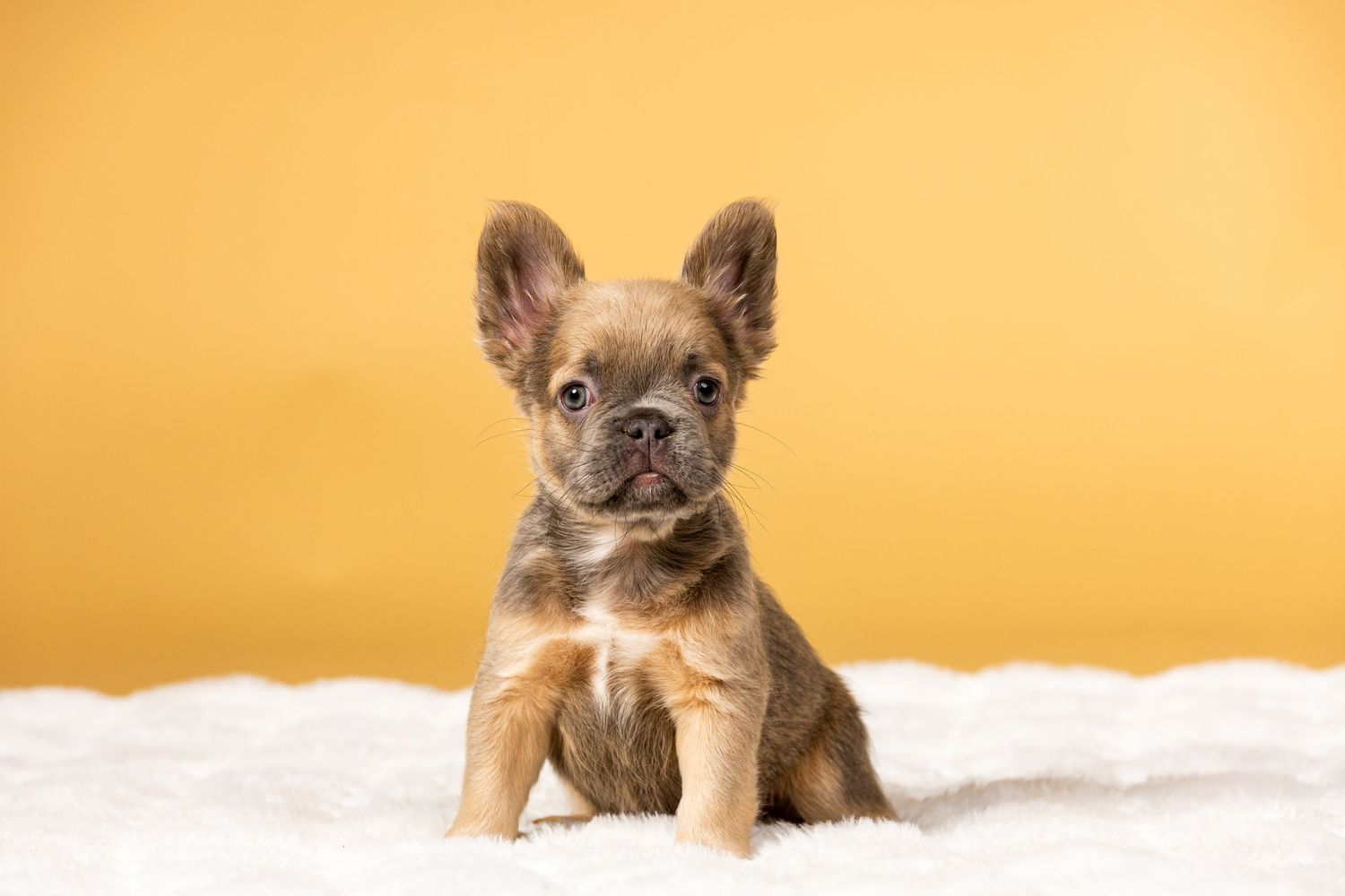Adorable French Bulldog puppy sitting on white fur against an orange background.