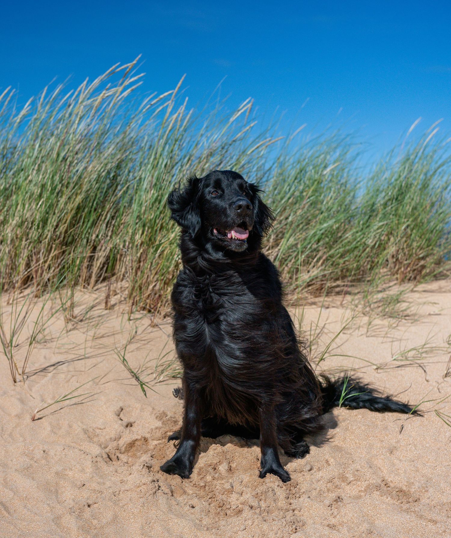 A happy black Labrador retriever sits on a sandy beach with tall grass and blue sky in the background.