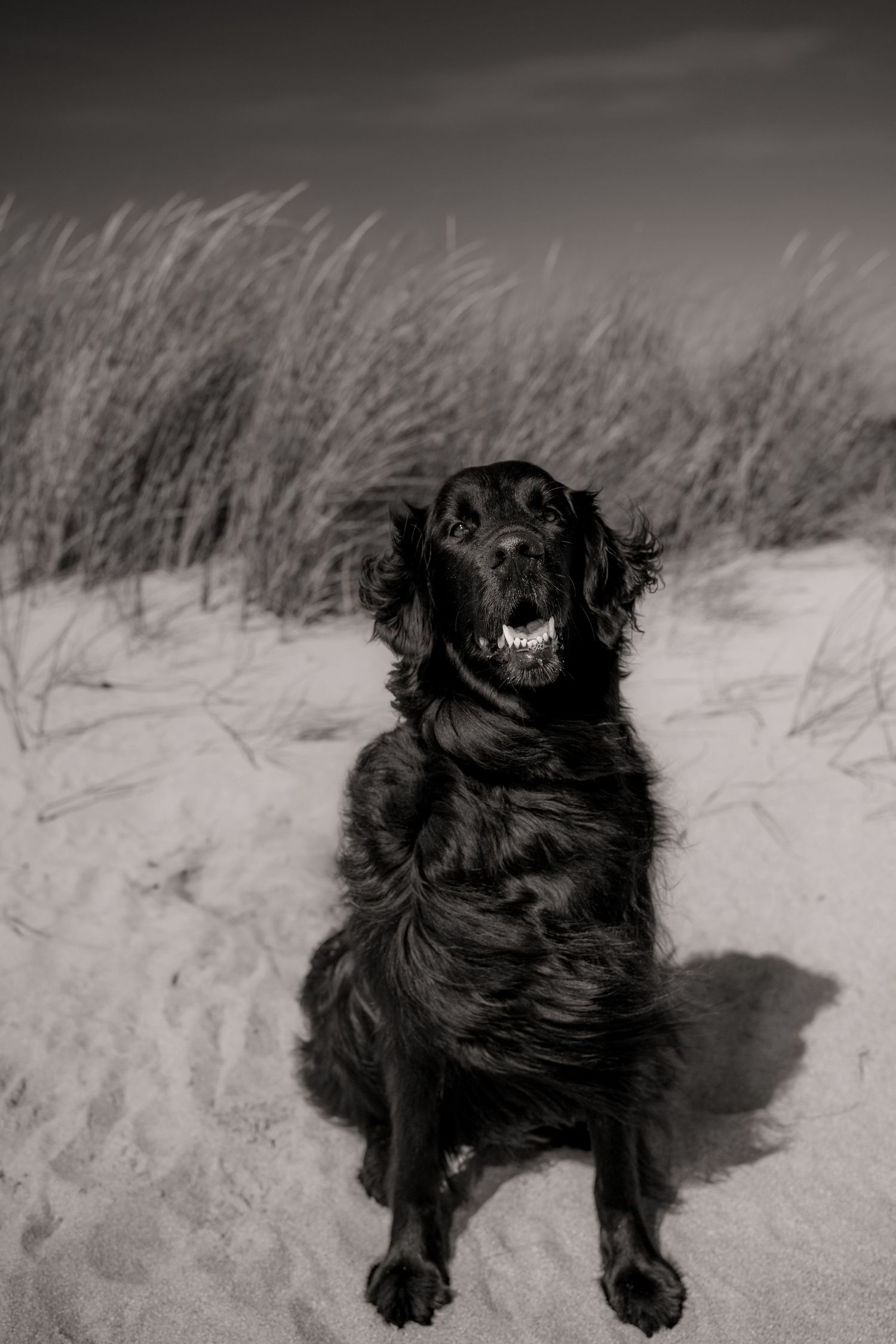 A black dog lying in snow, creating a dramatic monochrome contrast between the dark fur and white ground.