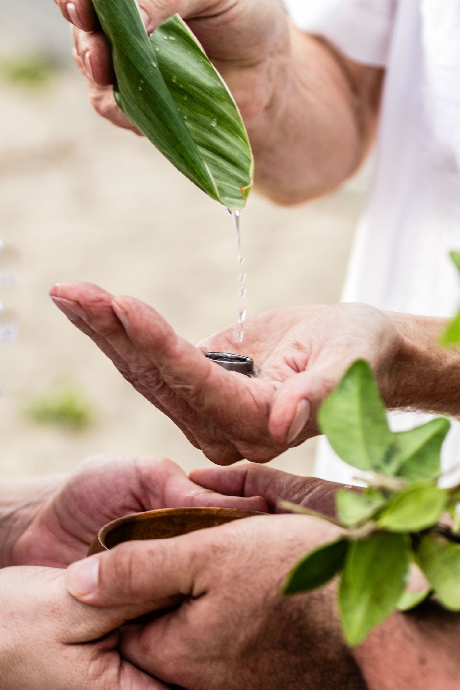 in a wedding at Kukio beach in Kailua Kona, a minister drops fresh water droplets falling from a green leaf as a Hawaiian ring blessing.