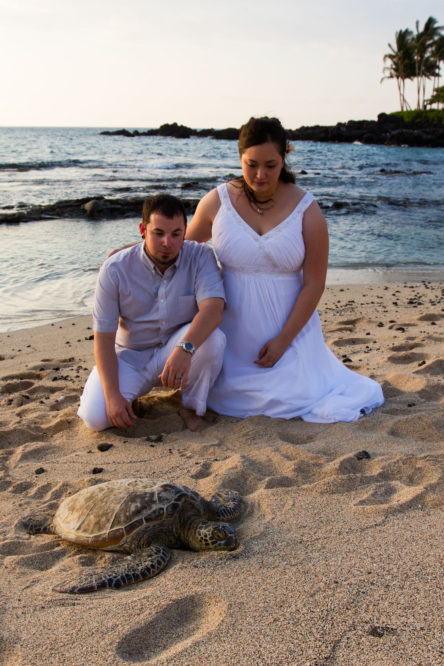 Couple in white attire sits on Kukio beach in Kailua Kona, at sunset with sea turtle resting nearby after their beach wedding.