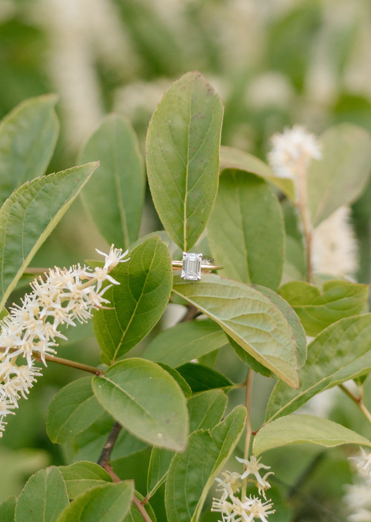 Diamond engagement ring resting on green leaves with delicate white flowers in the background.
