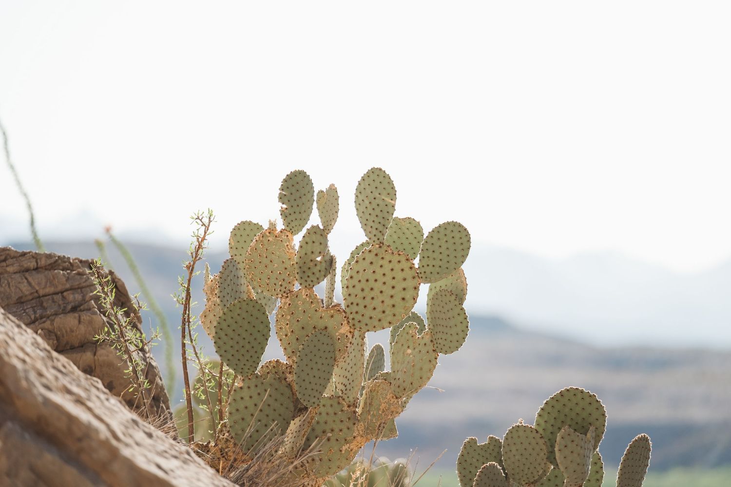 Desert cactus pads silhouetted against a misty mountain landscape.