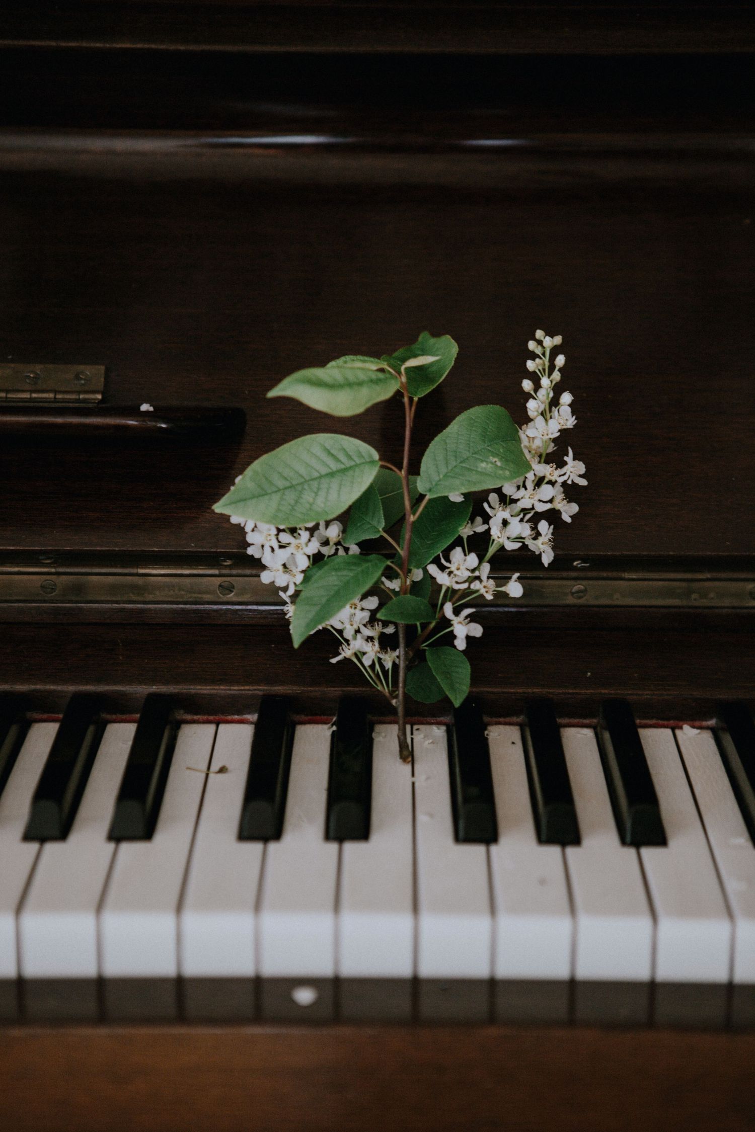 Small branch with white flowers and green leaves rests on a dark wooden piano keyboard.