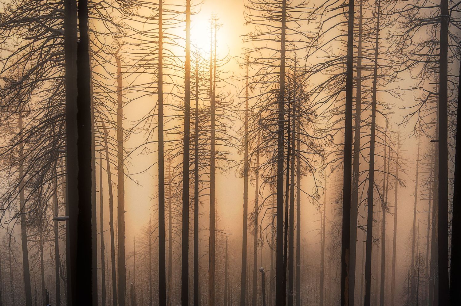 Misty forest silhouettes with sunlight filtering through bare tree trunks at sunrise.