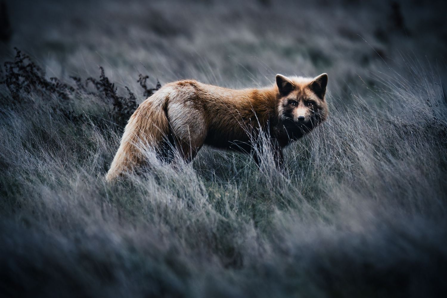 Red fox standing alert in misty field with bushy tail and focused gaze.