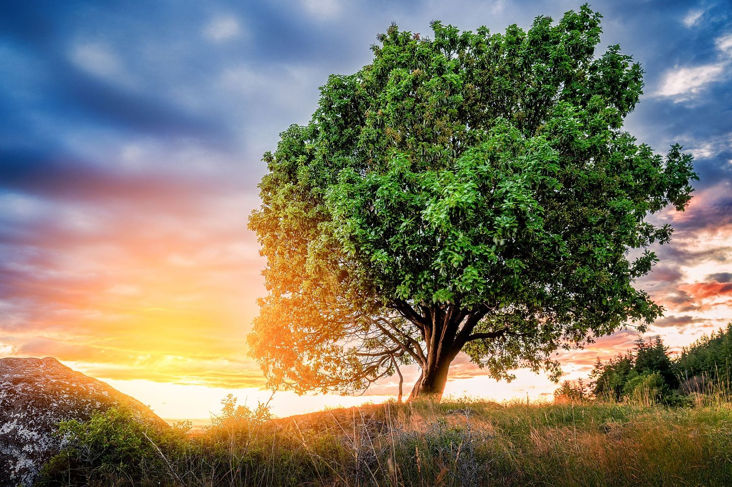 A majestic tree silhouetted against a vibrant sunset sky in a peaceful countryside setting.