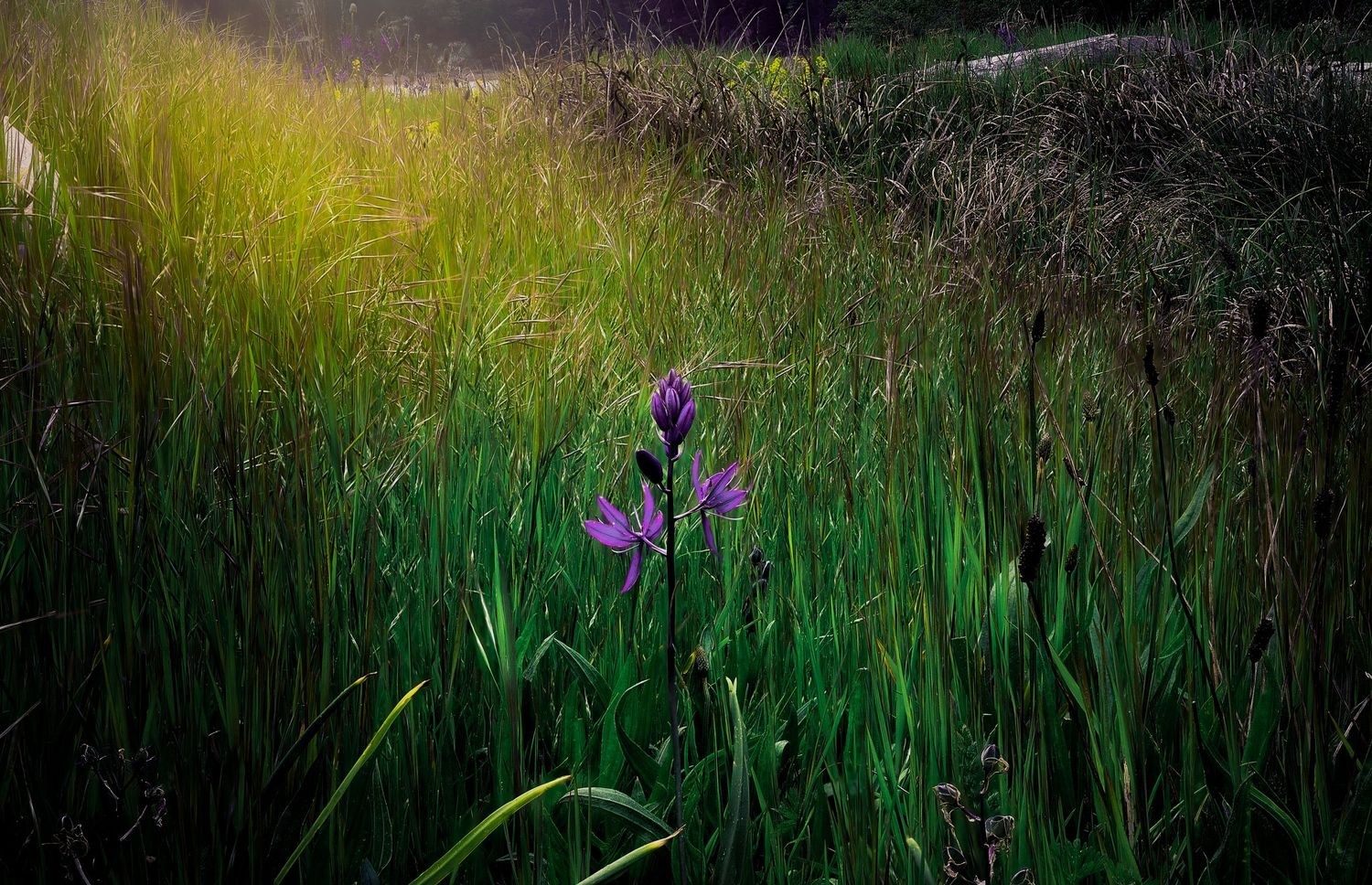 Purple wildflowers bloom among tall grass in sunlit meadow.