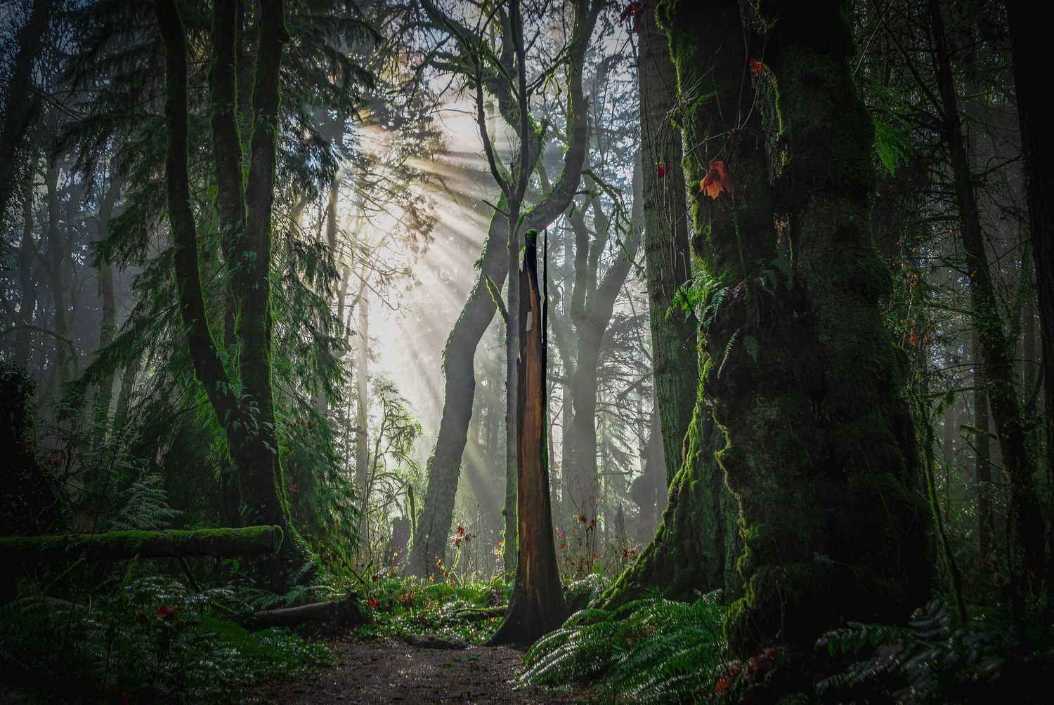 Sunlight streams through misty forest with towering evergreen trees and lush moss-covered ground.