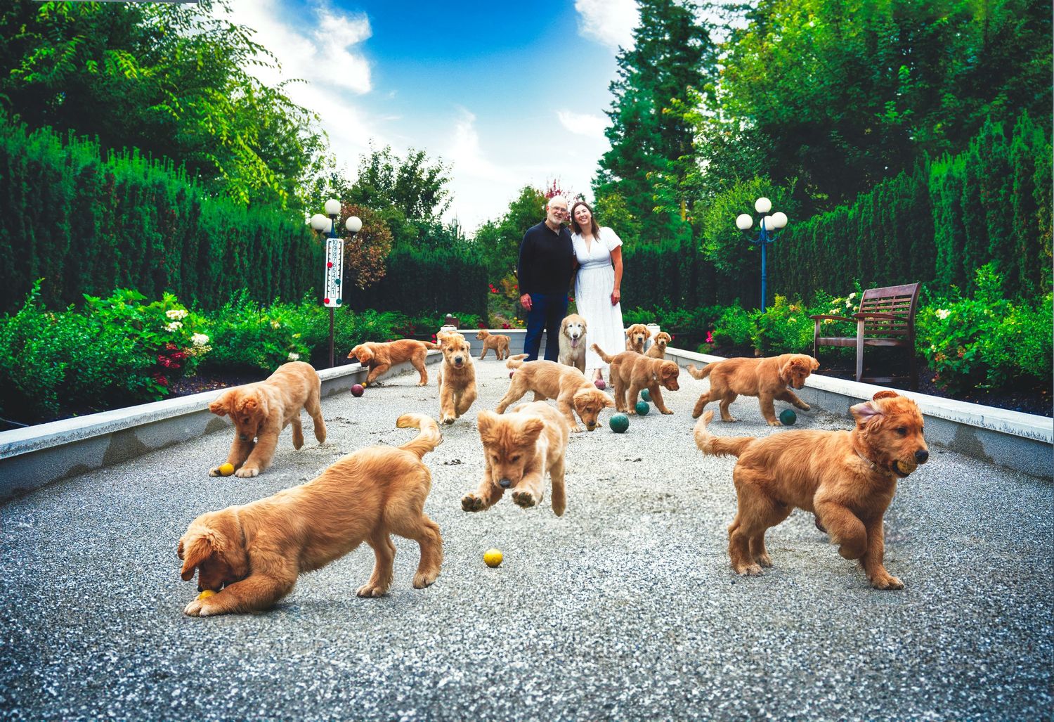 Group of golden retrievers gathered on a path surrounded by green gardens.