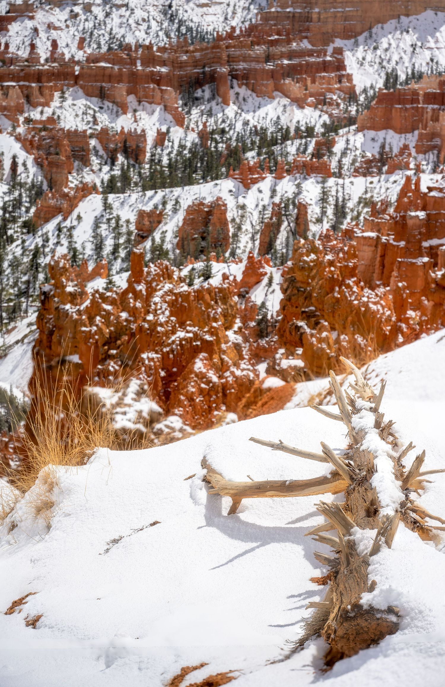 Snow covered red rock formations at Bryce Canyon with dead tree branches in the foreground.