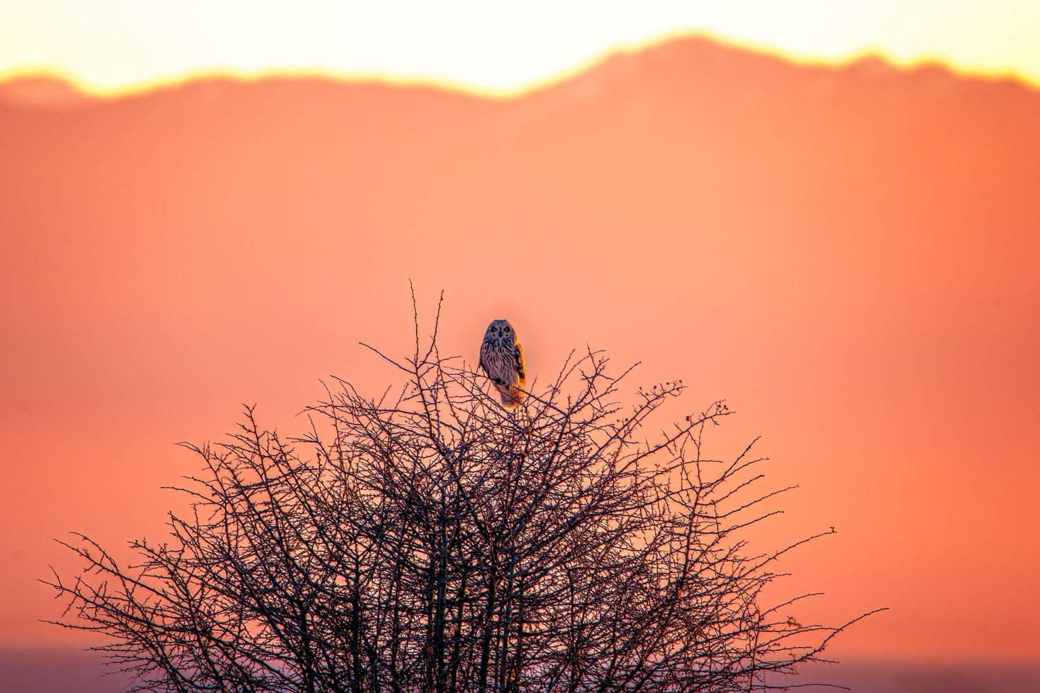 Silhouette of bird perched on bare tree branches against orange sunset sky.