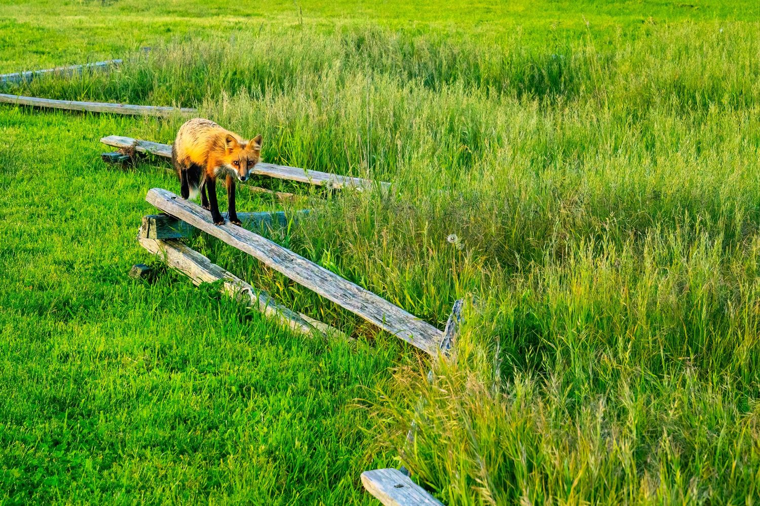 An orange fox walks along a wooden fence surrounded by tall green summer grass.