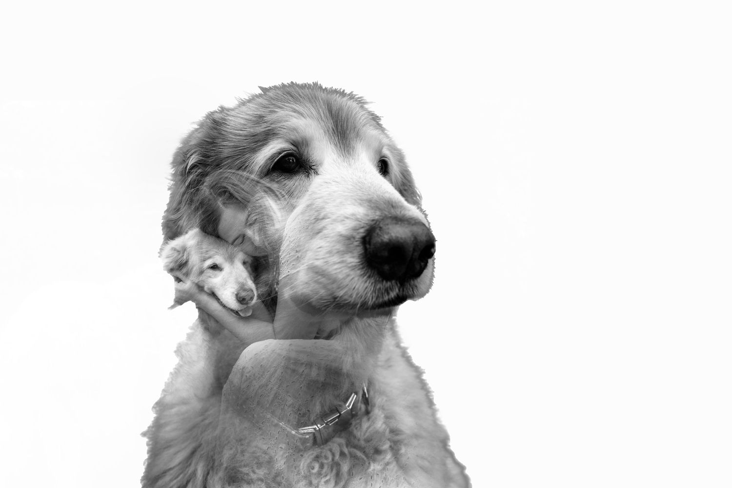 Close-up black and white portrait of a shaggy dog looking to the side.