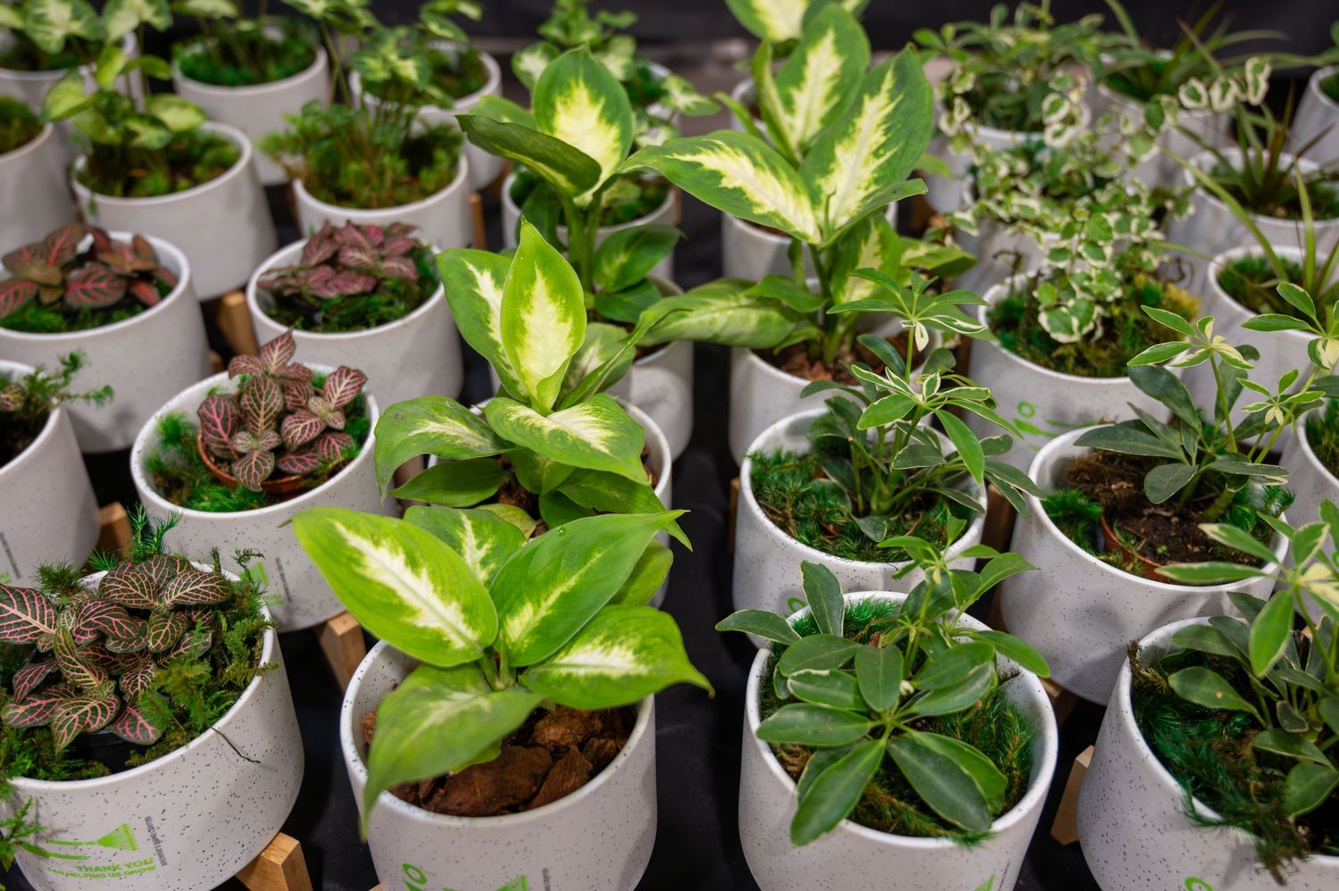 Collection of young potted plants with vibrant green leaves arranged in white containers.