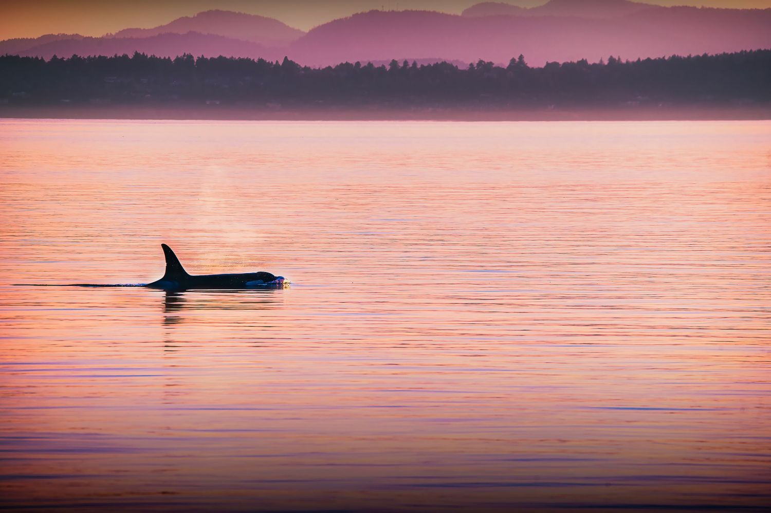 Orca whale's dorsal fin breaks the surface of calm water during pink sunset.