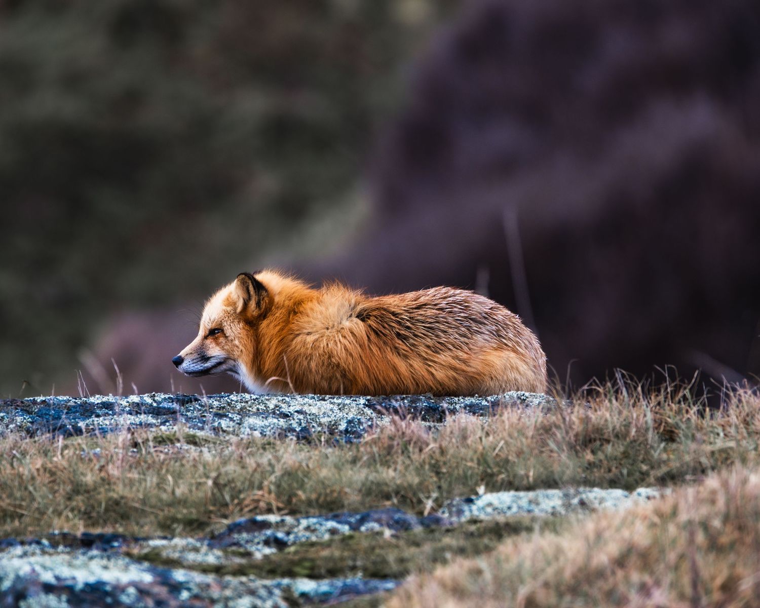 Red fox rests on rocky terrain against blurred purple mountain background.