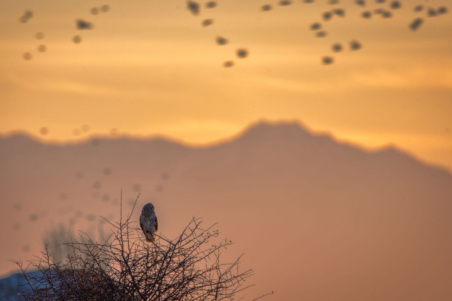 Bird silhouetted on winter tree branch with flock flying in golden sunset sky.