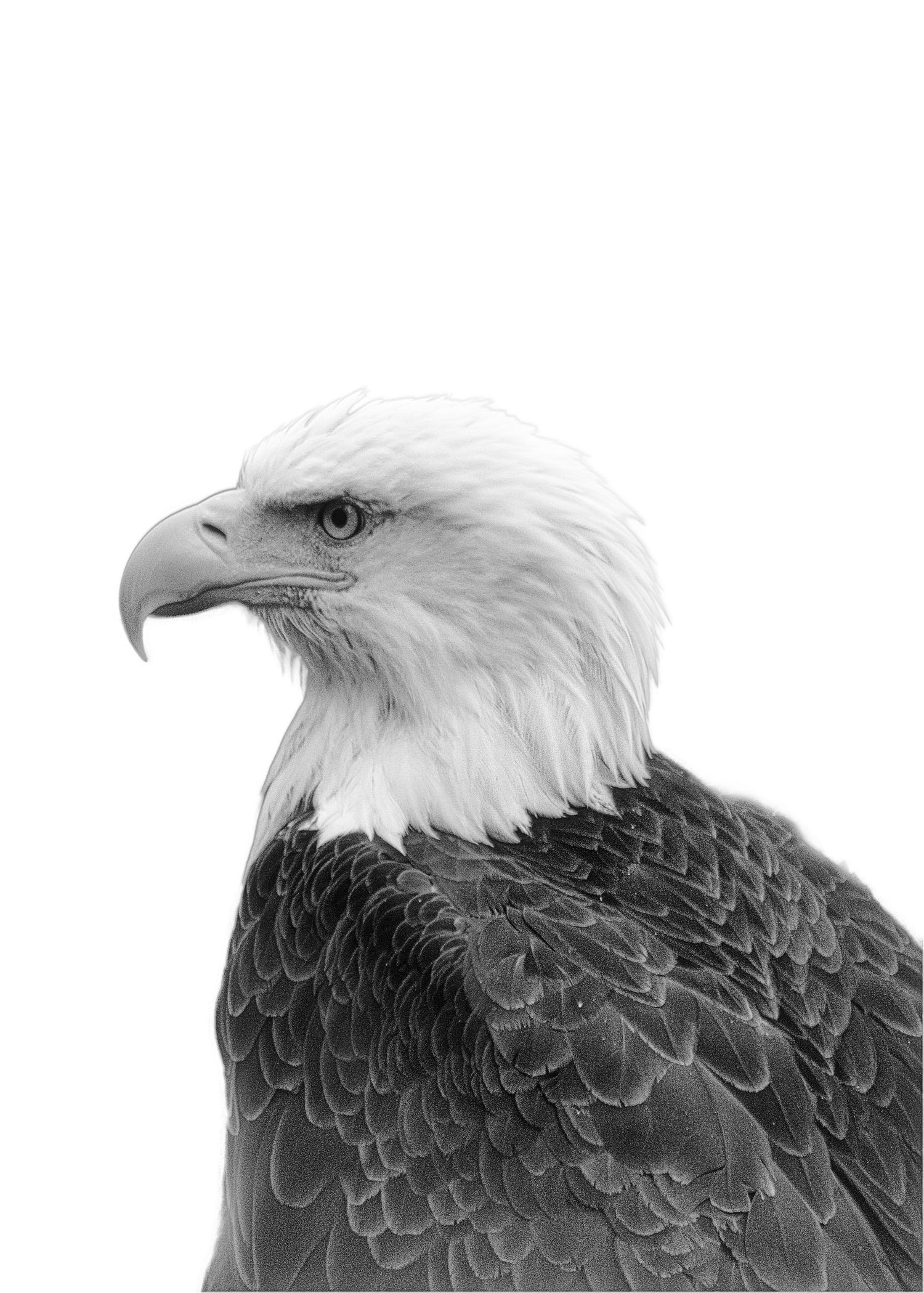 Majestic bald eagle head in black and white profile showing detailed feathers and sharp curved beak.