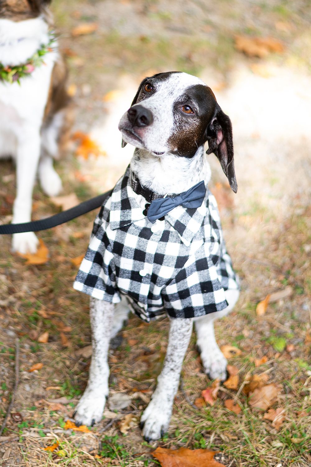 Small white and black spotted dog wearing a black and white buffalo plaid shirt in an autumn outdoor setting.