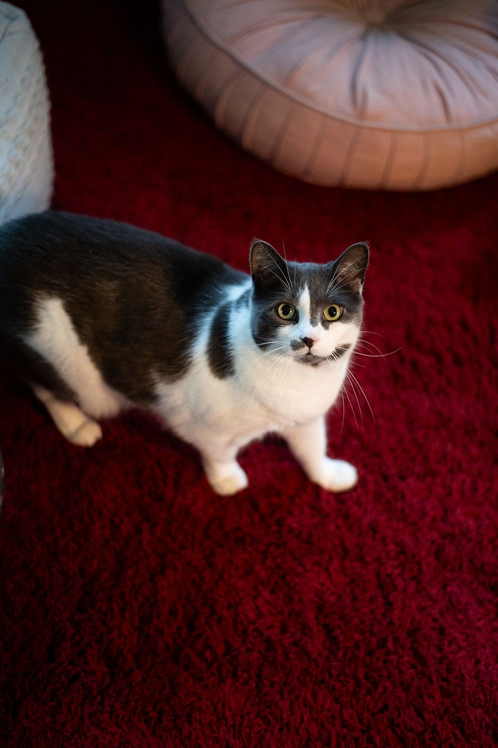 Black and white cat with bright eyes standing on a rich red carpet near a light-colored cushion.