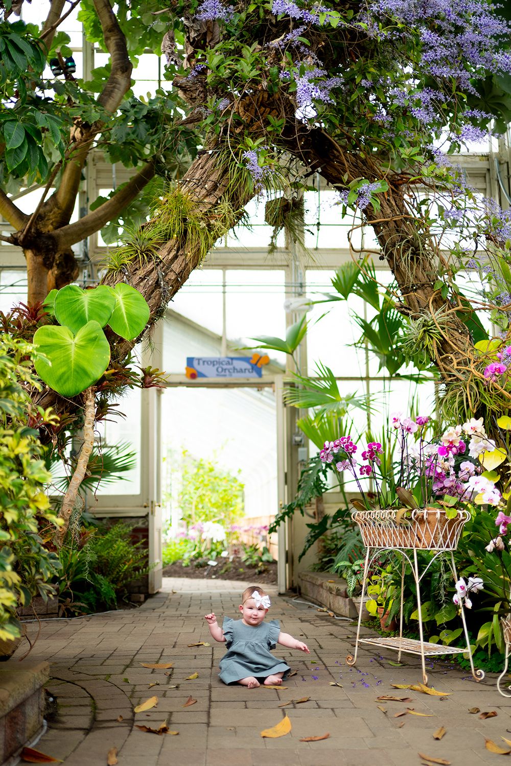 Greenhouse interior showing lush plants, pink and purple flowers, and jacaranda blooms against white framed windows.