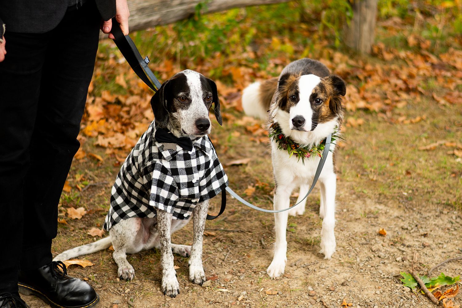 Two border collies sitting side by side on a path, one wearing a black and white checkered flannel vest.