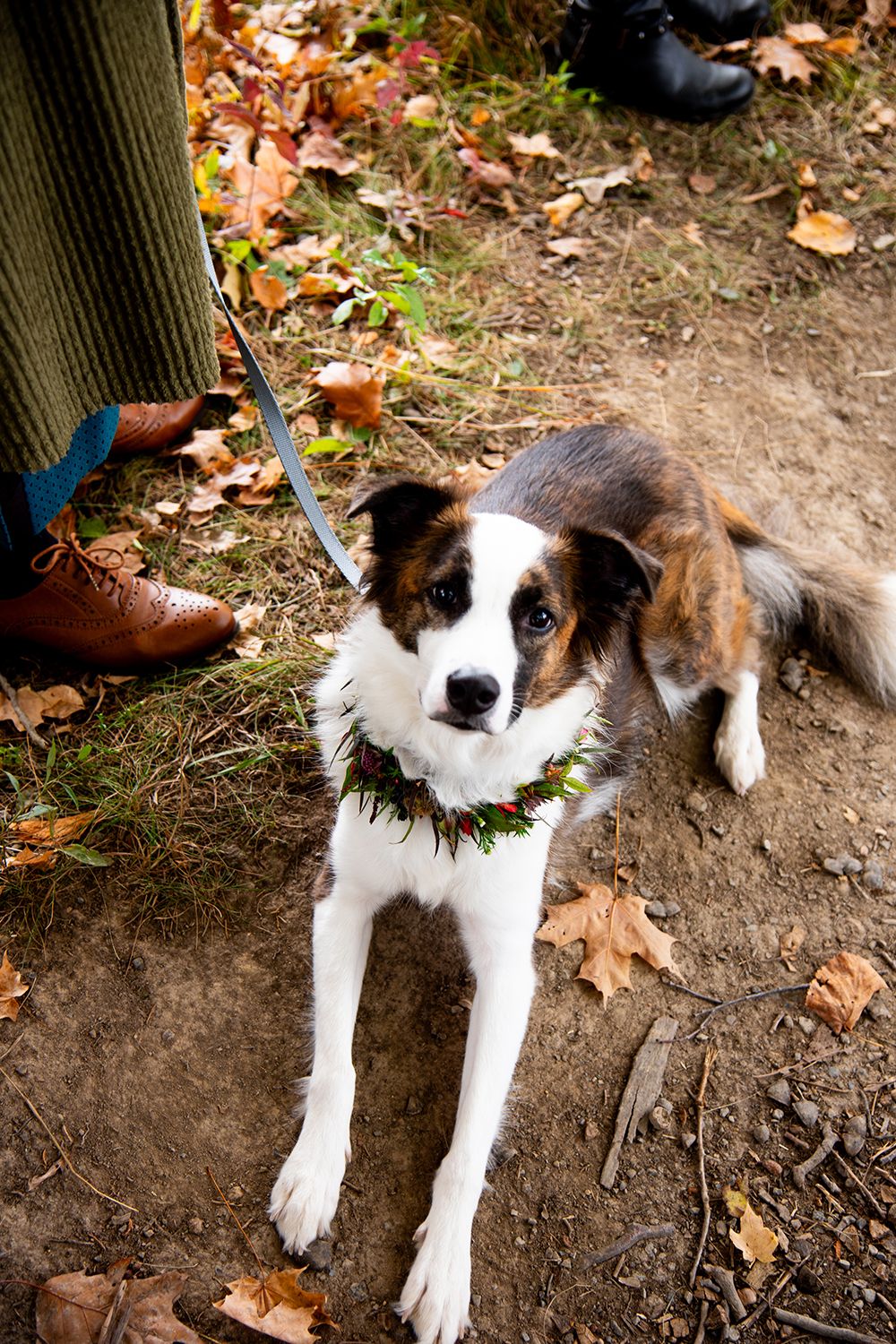 Black and white dog rests on ground covered with fallen autumn leaves during outdoor event.