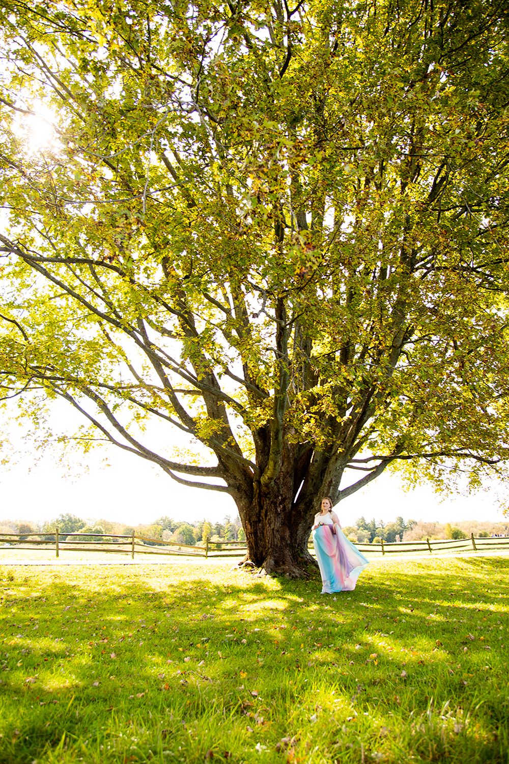 A majestic large tree with sunlight streaming through green leaves on a grassy lawn with fences in the background.