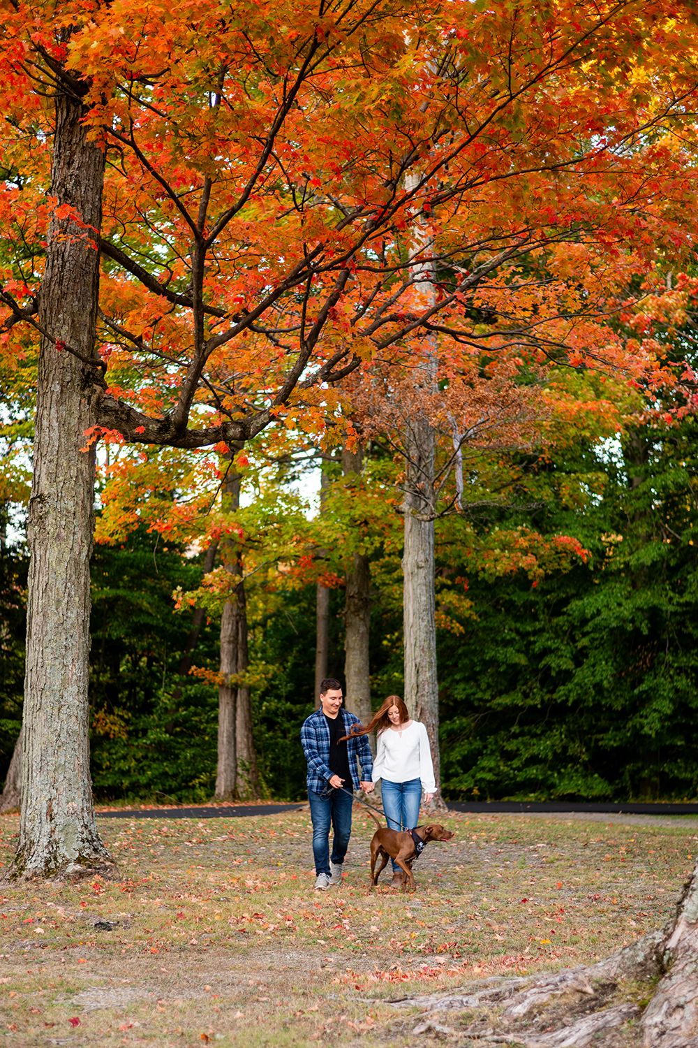A couple walks their dog along a trail beneath vibrant orange autumn maple trees on a fall afternoon.