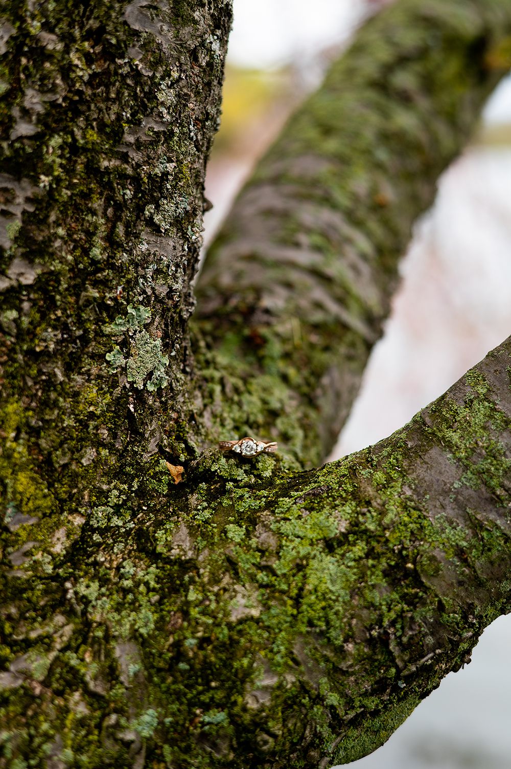 Close-up of tree bark covered in green moss and lichen showing natural texture and patterns.