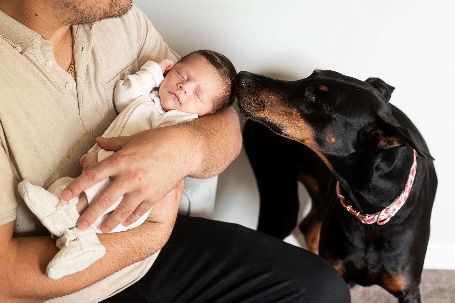 A caring Rottweiler dog gently watches over a tiny newborn baby being held in white clothing.