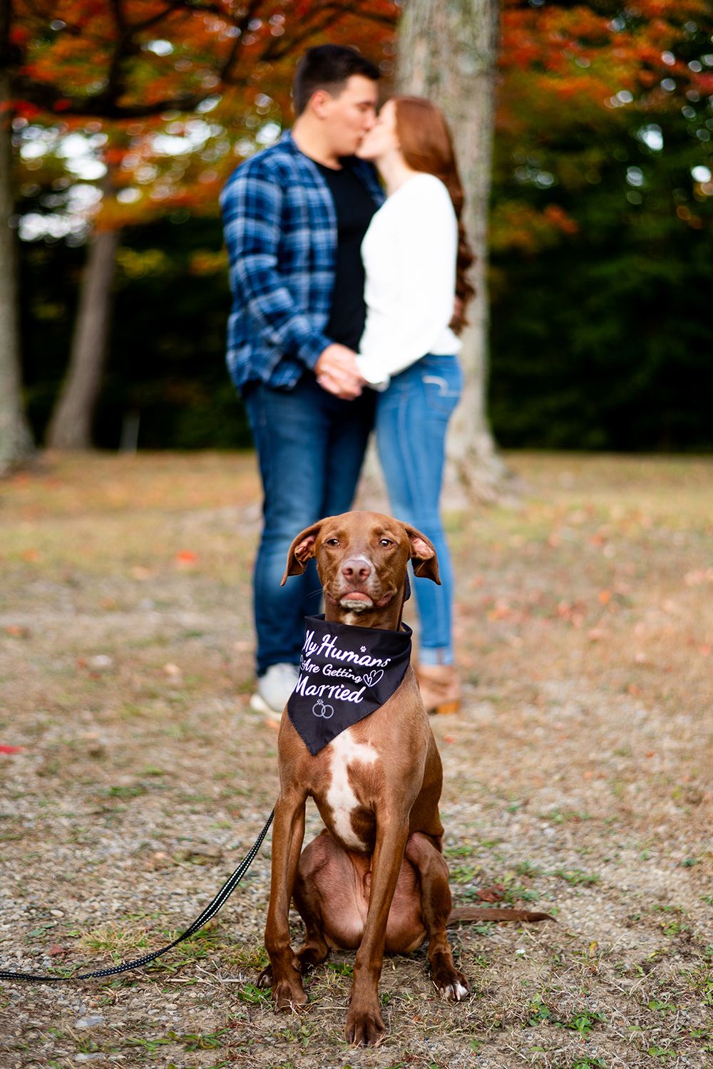 Brown dog wearing a bandana sits in autumn leaves while a couple stands in background during an engagement photoshoot.