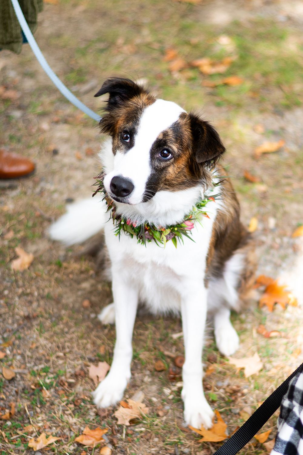 Adorable brown and white border collie mix dog wearing a delicate green leaf collar in an autumn outdoor setting.
