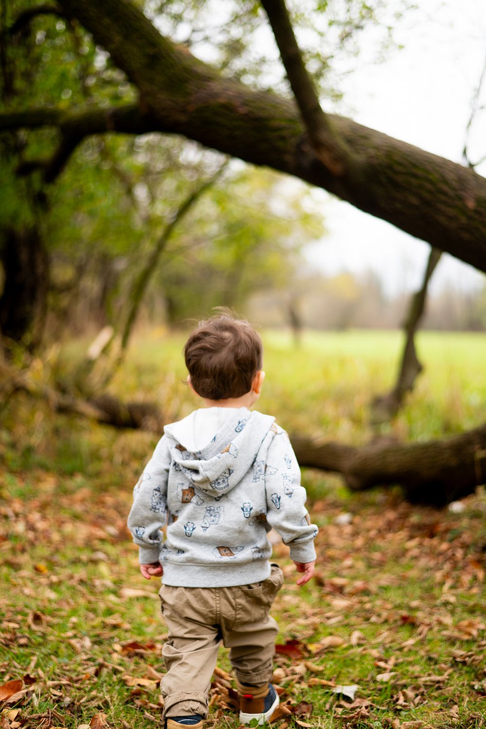 Back view of toddler in gray hoodie exploring fall forest with fallen tree branches.