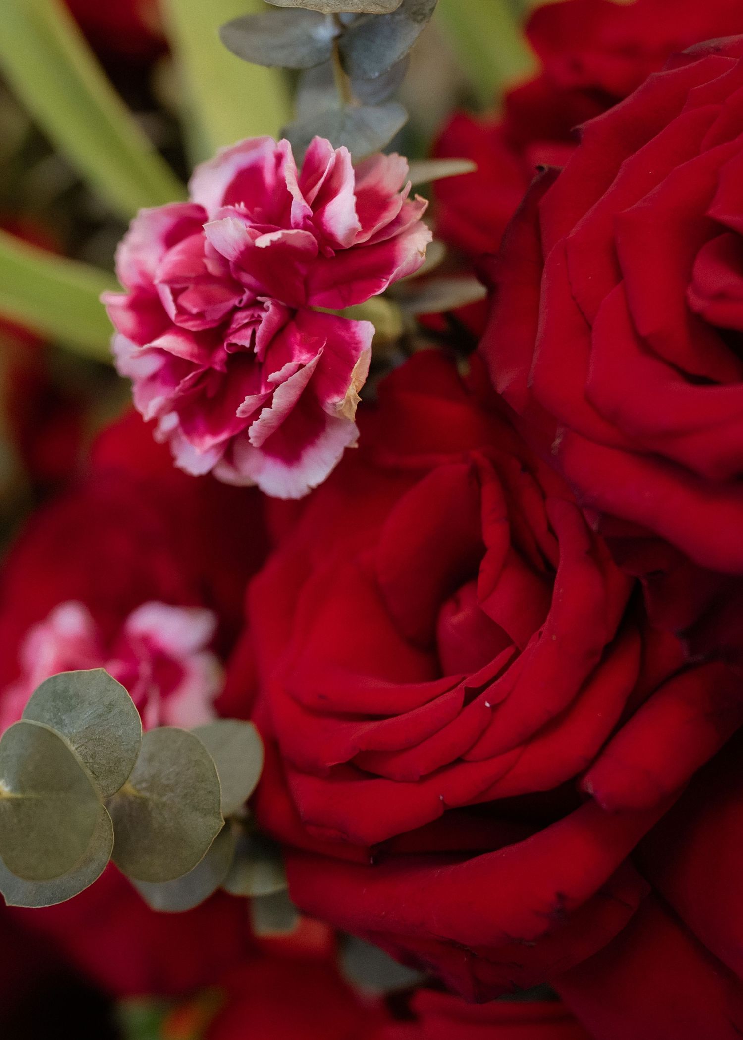 Close-up of a beautiful pink and white carnation flower next to deep red roses with eucalyptus leaves.
